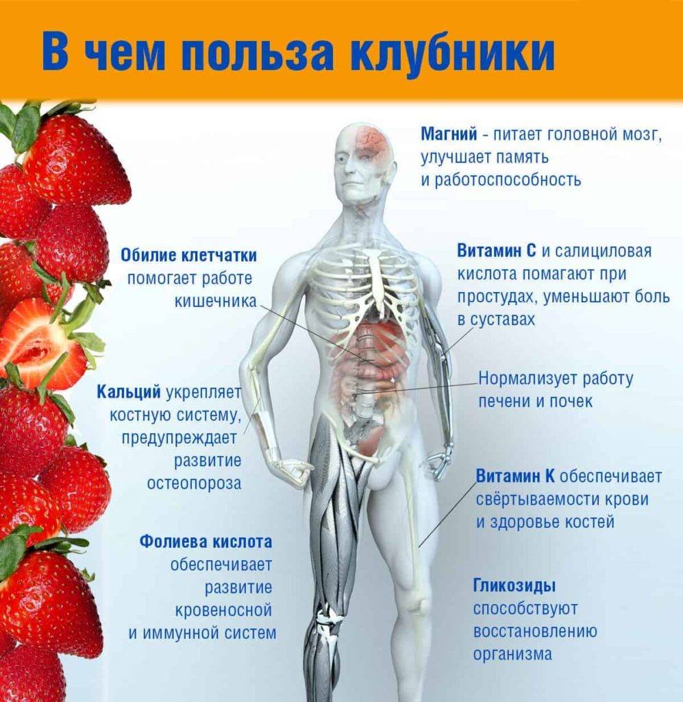 Польза клубники: какие основные свойства для здоровья человека, женщины и детей, чем вредна для беременной, состав ягоды и ее калорийность
