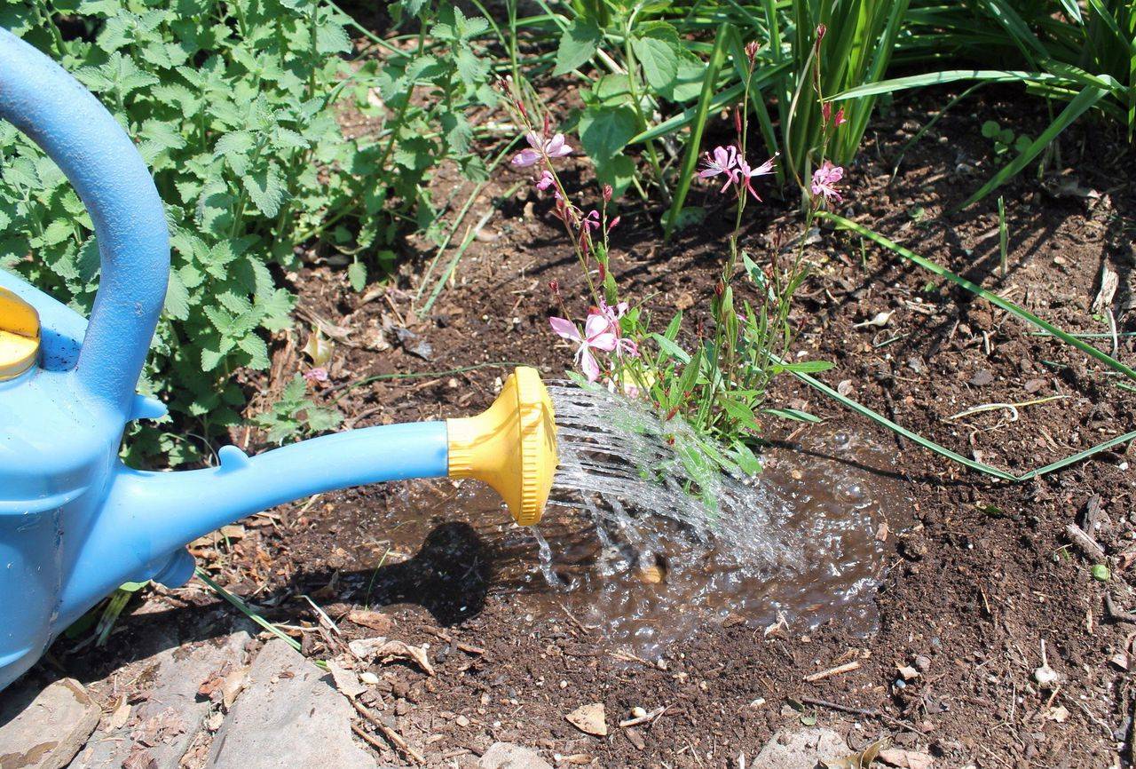 Можно ли поливать цветы минеральной водой - мой вазончик