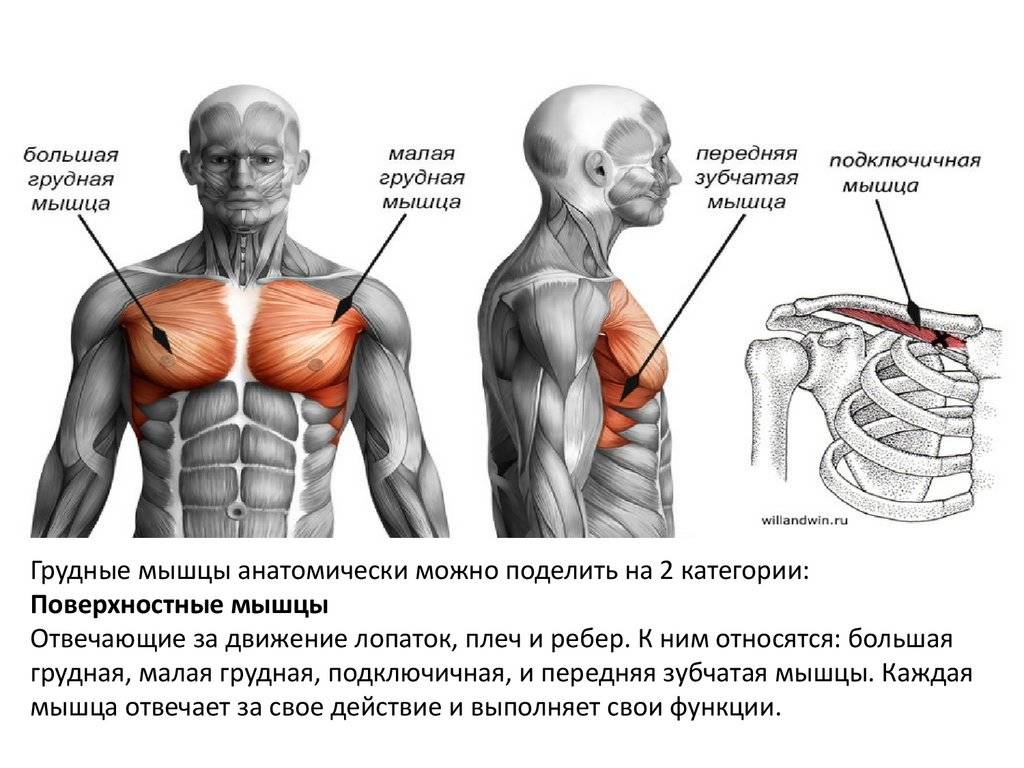 Почему не растут грудные мышцы? причины и методы борьбы!