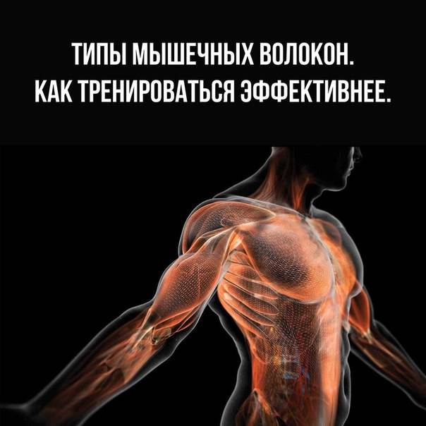 Влияние тренировки с большими отягощениями на гипертрофию скелетных мышц