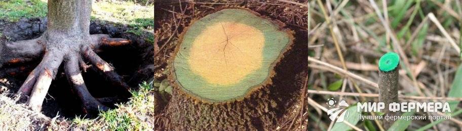 Гербициды для уничтожения деревьев - делаем правильный выбор