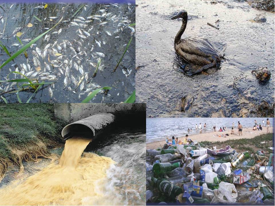 Загрязнение рек и озер: причины и последствия, проблемы экологии водоемов и пути их решения