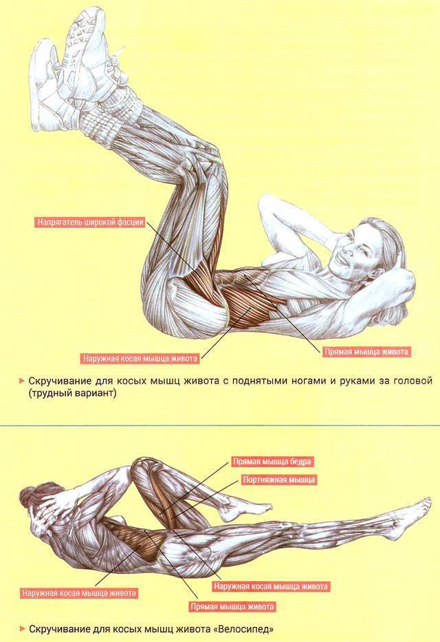 Косые мышцы пресса: анатомия и лучшие упражнения на боковой пресс для женщин и мужчин