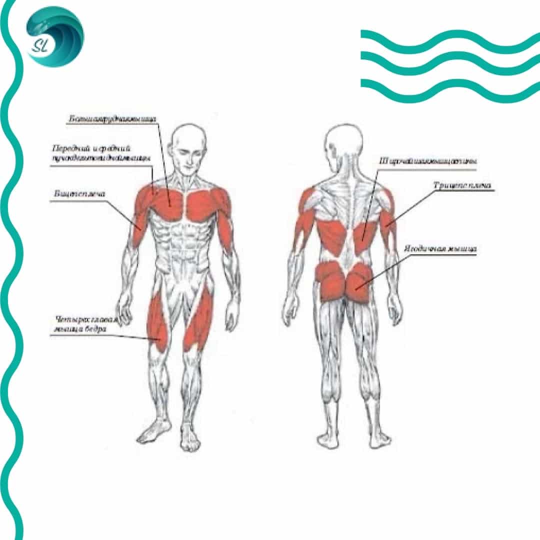 Какие мышцы качаются при плавании на спине