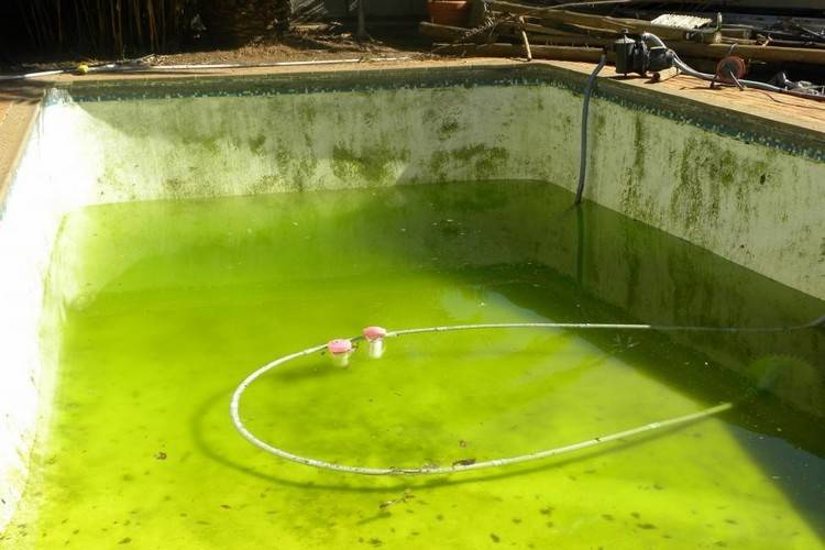 Зеленеет вода в бассейне: что делать с зеленой водой — статья от intex online