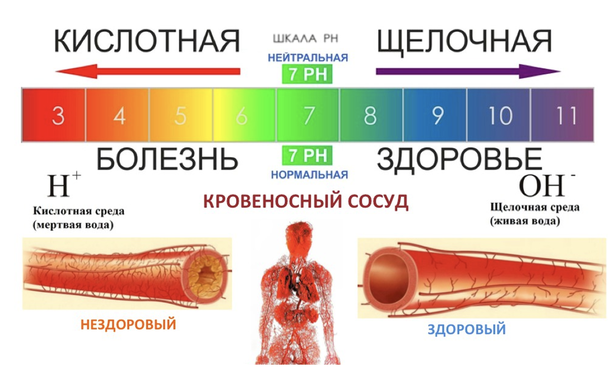 Щелочная реакция крови. PH органов человека. Кислотно-щелочное равновесие в организме. Кислотная и щелочная среда в организме. PH среда в организме человека.