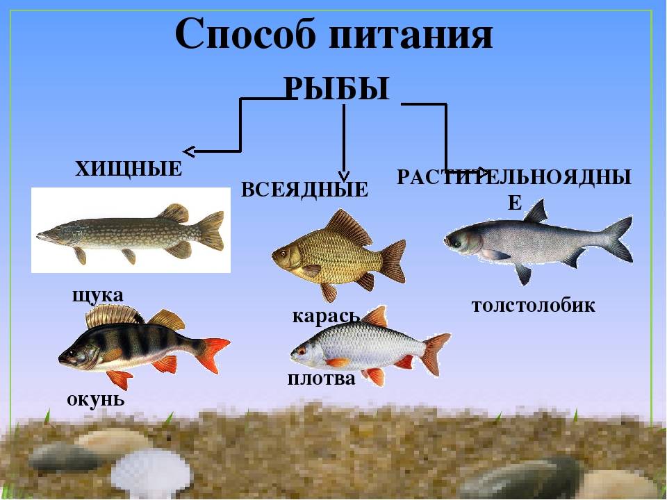 Какие виды рыб ловятся на нижней волге под астраханью - рыбалка на ахтубе с комфортом