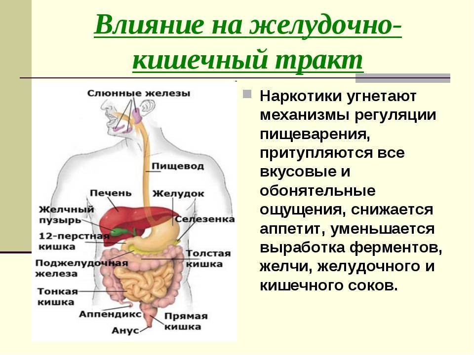 Как происходит пищеварение и усваивание пищи в организме человека