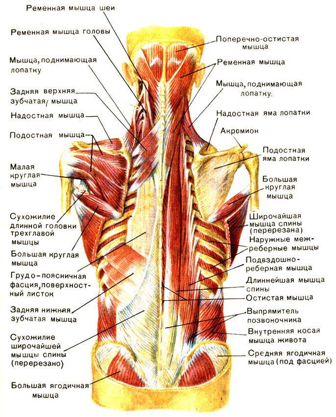 Многораздельные мышцы поясницы: анатомия, функции и упражнения - kinesiopro