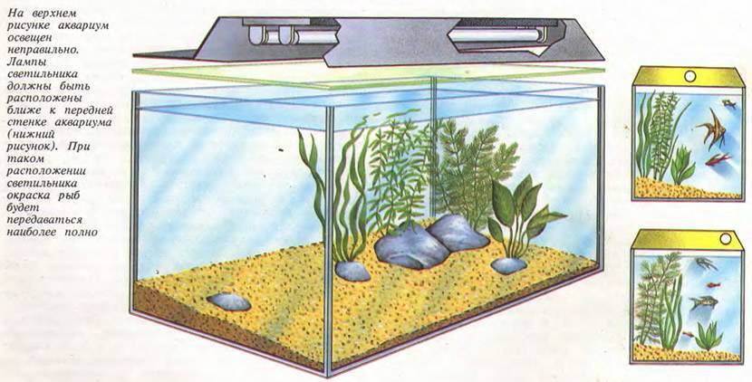 Как отстоять воду для аквариума перед запуском: зачем, в чём, сколько времени
