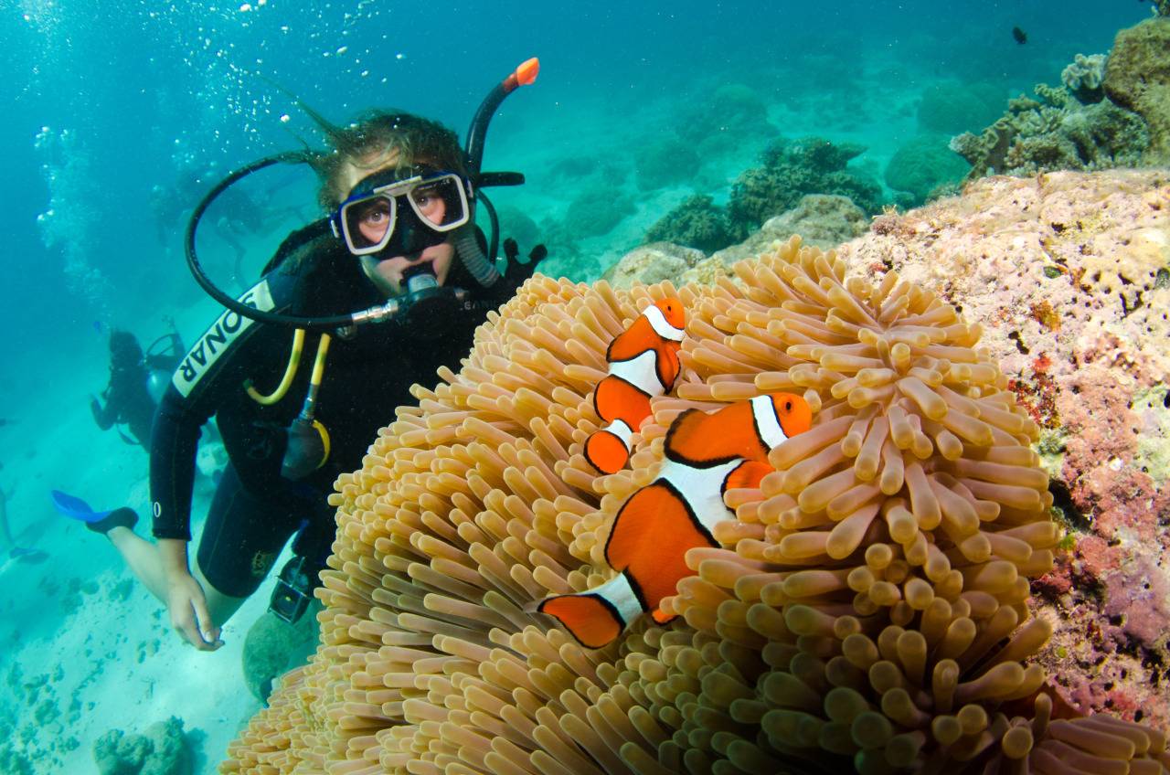 Коралловые рифы: типы, значение, угрозы и сохранение