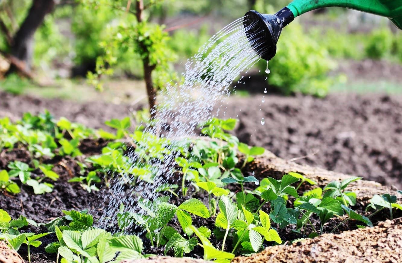 Что в огороде можно поливать холодной водой и как правильно проводить полив