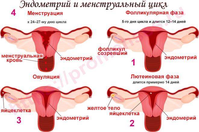 Задержка воды и увеличение веса перед менструацией * клиника диана в санкт-петербурге
