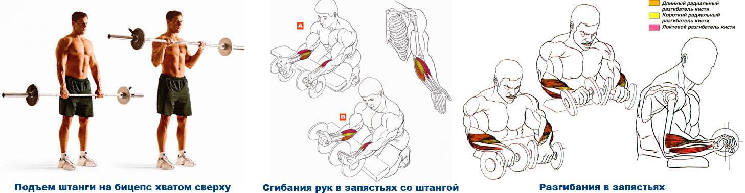 Как накачать предплечья: перечень упражнений, особенности выполнения, фото - tony.ru
