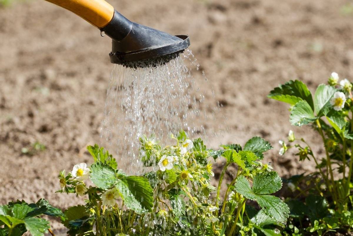 Мнение экспертов о том, можно ли поливать огород холодной водой
