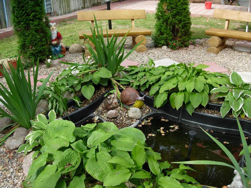 Популярные растения для водоема на даче — описание с фото