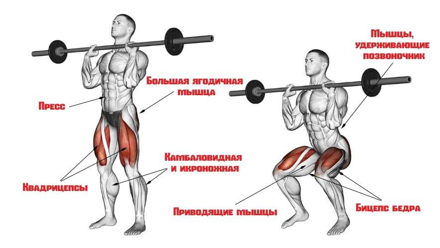 Приседания со штангой на плечах. лучшее упражнение для роста ног