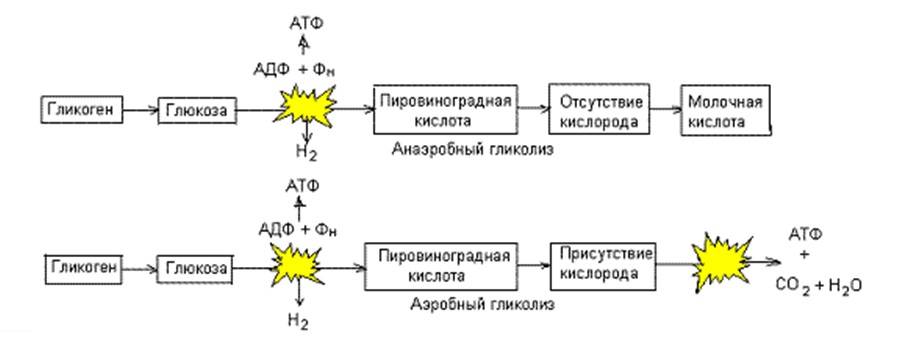 Преобразование энергии атф в энергию глюкозы. Анаэробный гликолиз молочная кислота. Аэробный и анаэробный гликолиз схема. АТФ + гликолиз = молочная кислота. Схема превращения молочной кислоты в гликоген.
