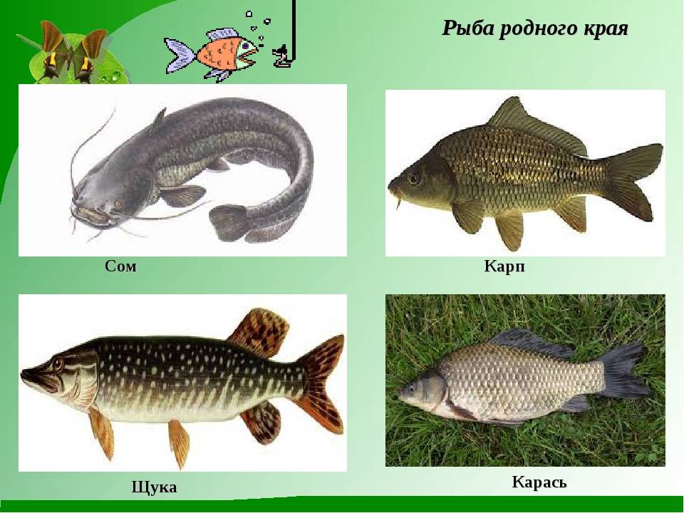 Видовой состав рыб в волге