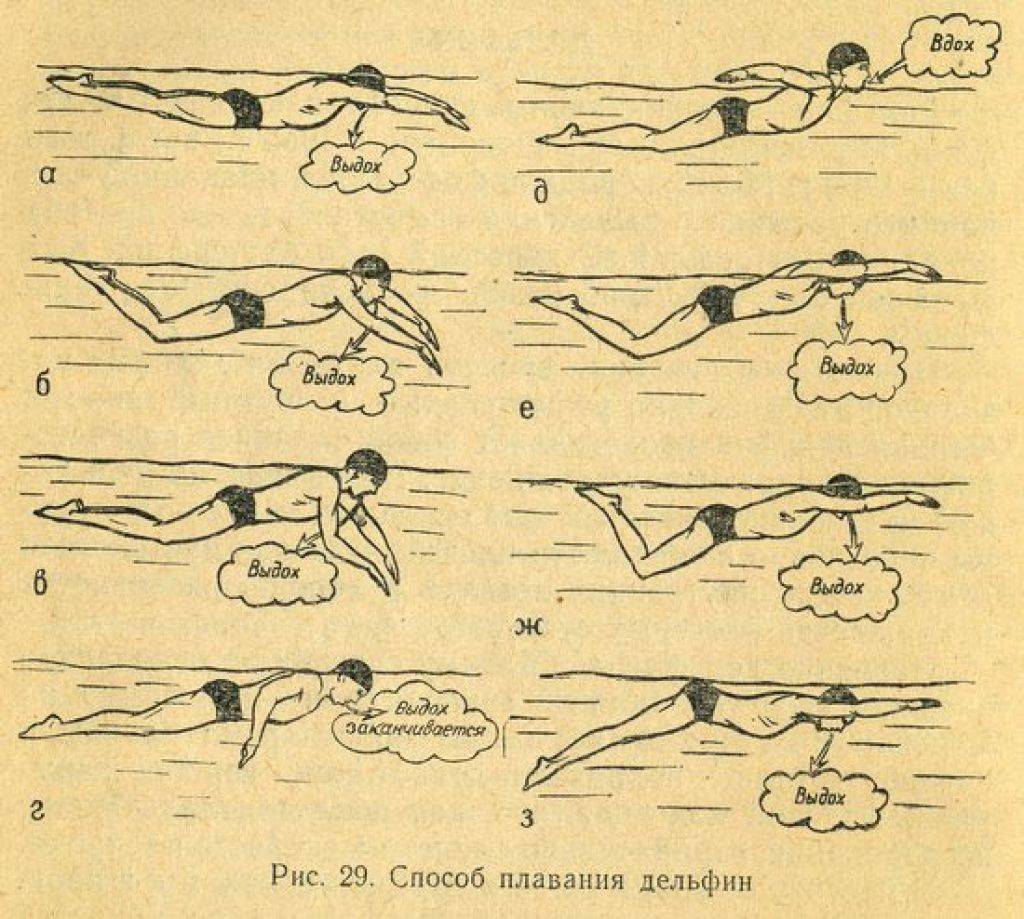 Техника плавания стилями баттерфляй и дельфин