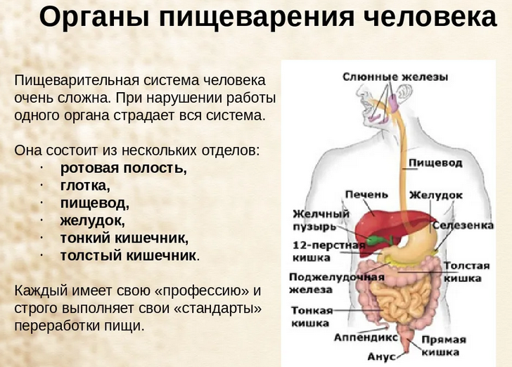 Процесс пищеворения - белорусское общественное объединение стомированных