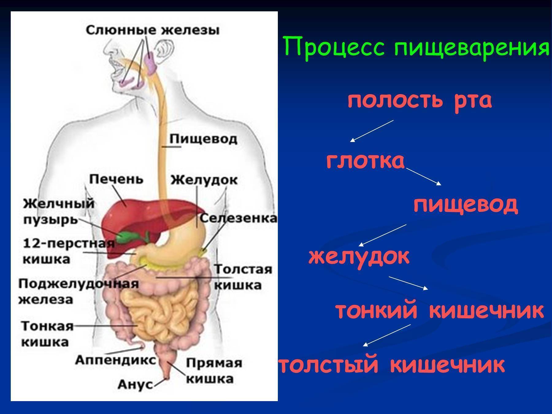Урок 1. органы и процесс пищеварения