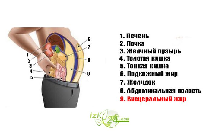 Жировая ткань: роль жира в организме человека