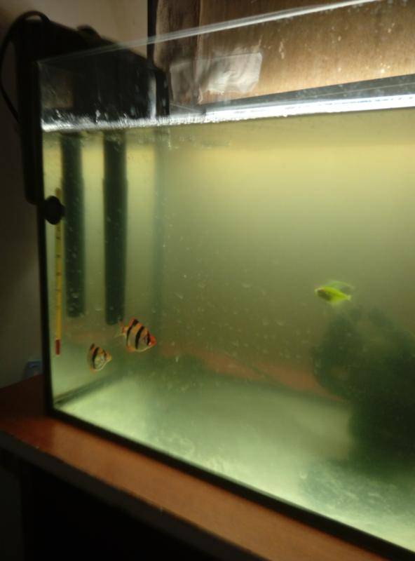 Почему мутнеет вода в аквариуме: причины мутной воды, что делать и как бороться
