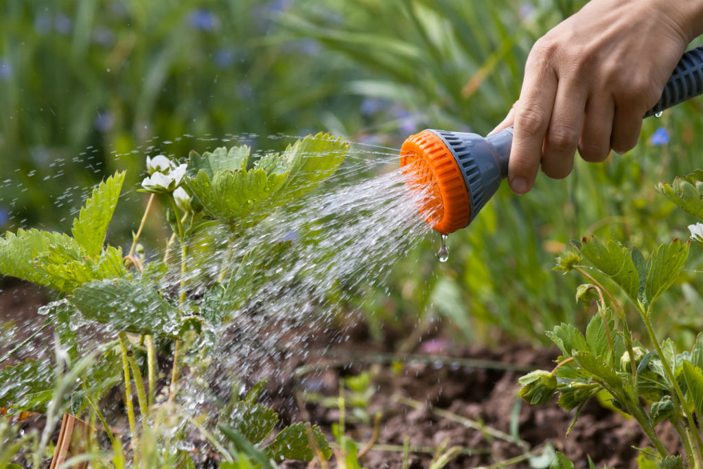 Как часто поливать огород в зависимости от различных факторов