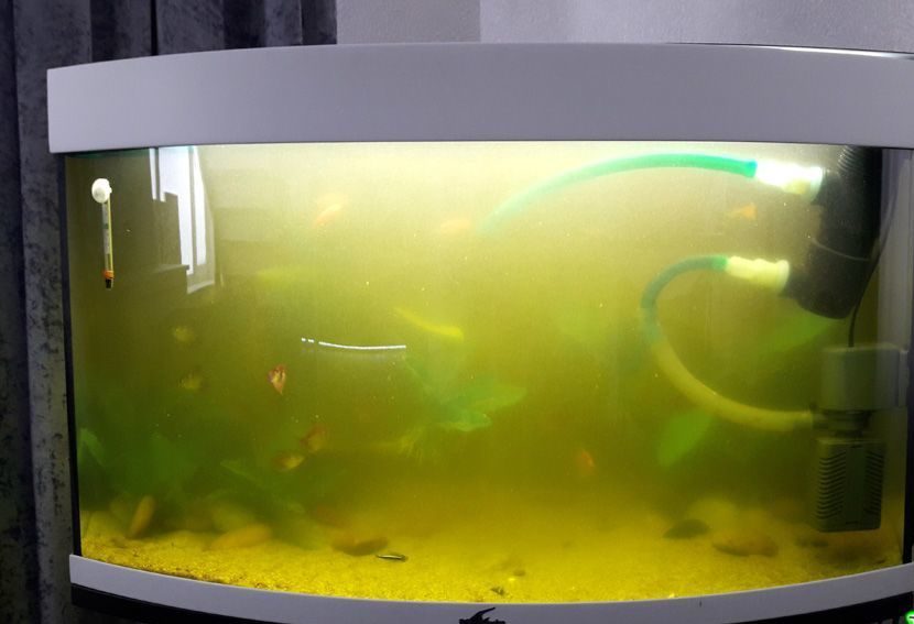 Почему в аквариуме мутная вода и что делать: 10 советов новичкам