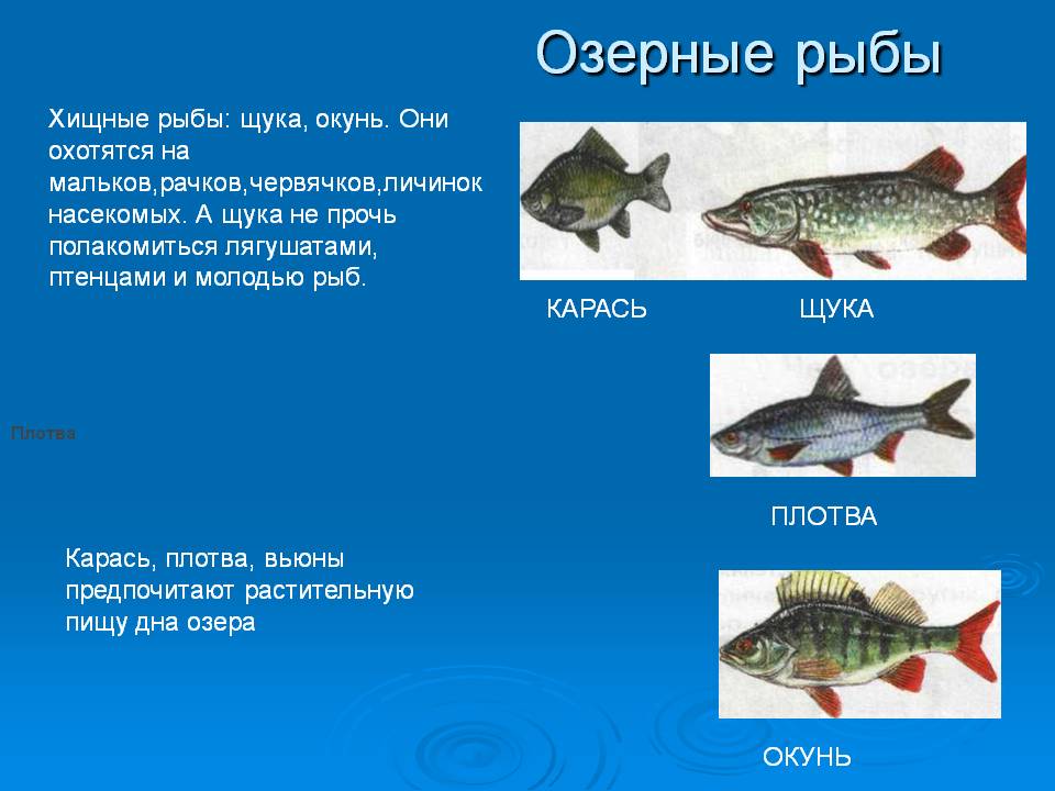 Карта рыболовных мест республики татарстан