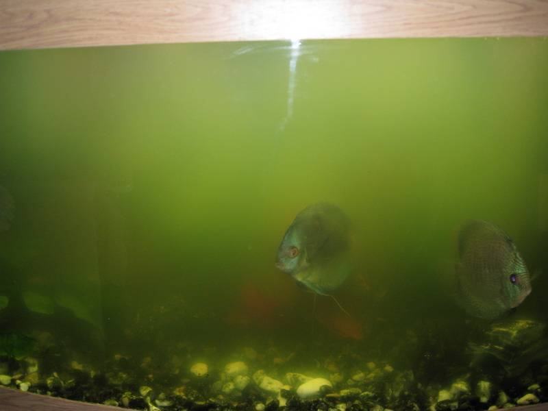 Зеленый налет в аквариуме: как бороться с зеленью, избавиться, что делать, очистить, убрать точки на стенках, декорациях
