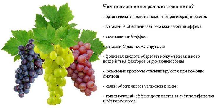 Сколько калорий в винограде разных сортов, полезные свойства ягод, можно ли есть при похудении