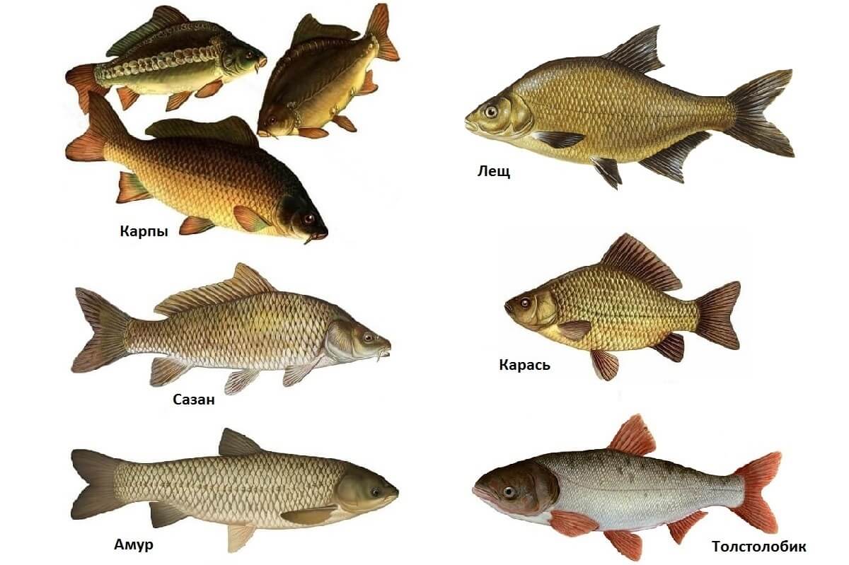 Хищные рыбы. названия, описания и особенности хищных рыб