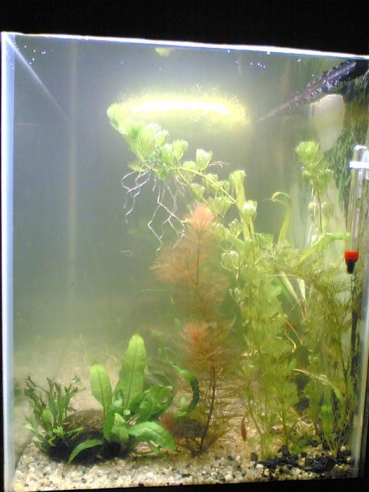 Почему цветет вода в аквариуме, что делать и как с этим бороться: таблетки и другие средства, чтобы избавиться от цветения