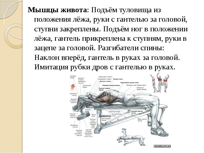 Подъем туловища. Подъем туловища из положения лежа. Подъем ног из положения лежа. Подъем ног из положения лежа гантелей. Подъем туловища из положения лежа руки с гантелями за головой.