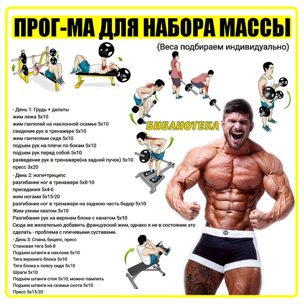 Базовые упражнения на все группы мышц для набора мышечной массы: виды, правильная техника и примеры тренировок