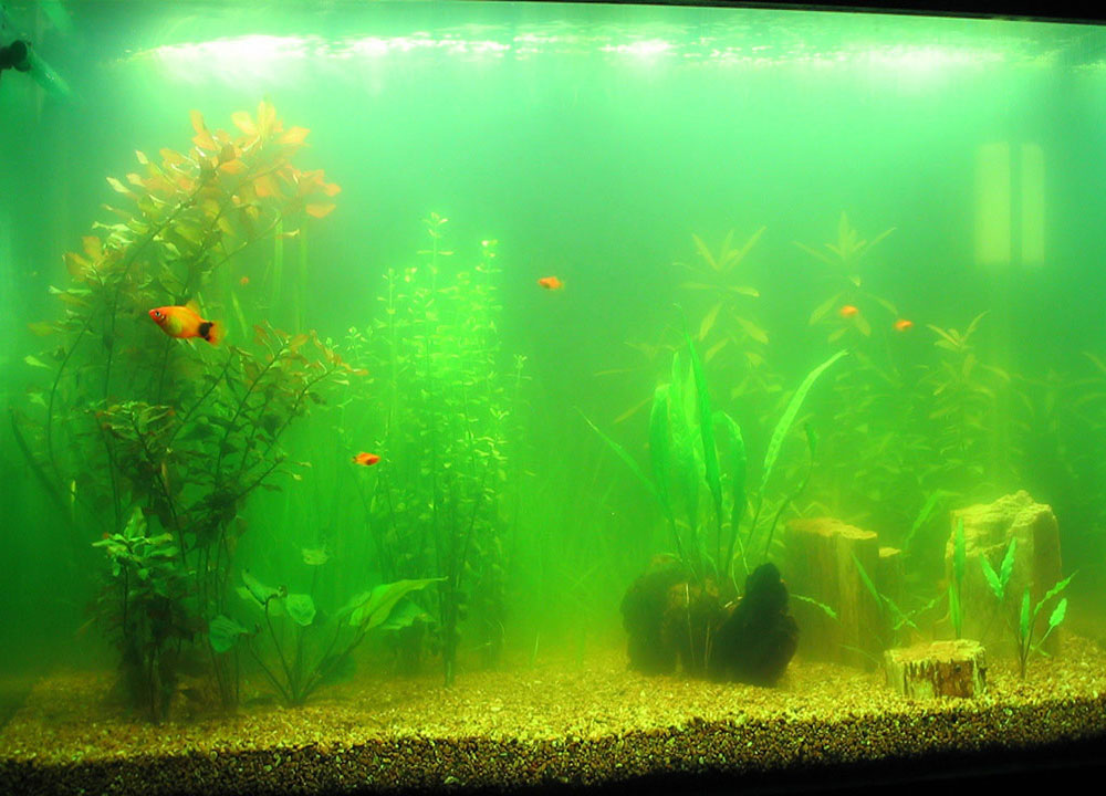 Почему зеленеет вода в аквариуме: что делать и как бороться с цветением