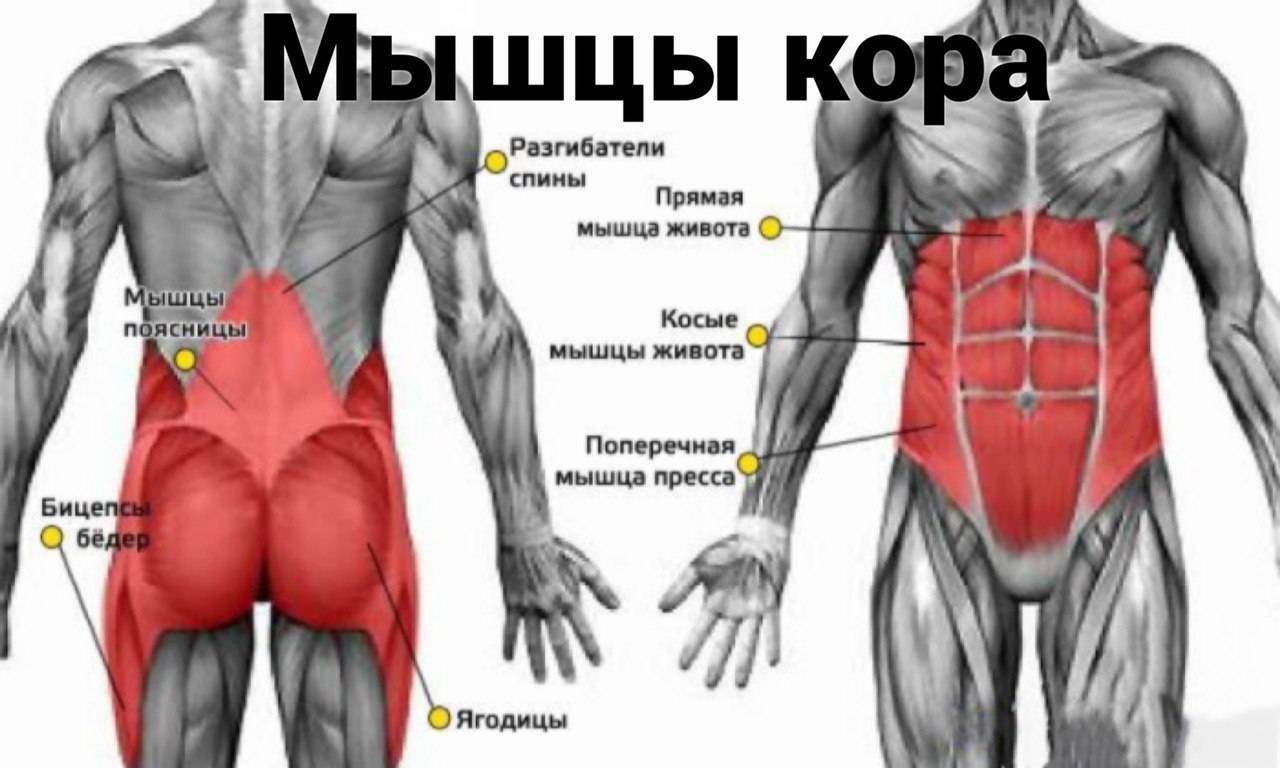 Как укрепить мышцы кора - wikihow