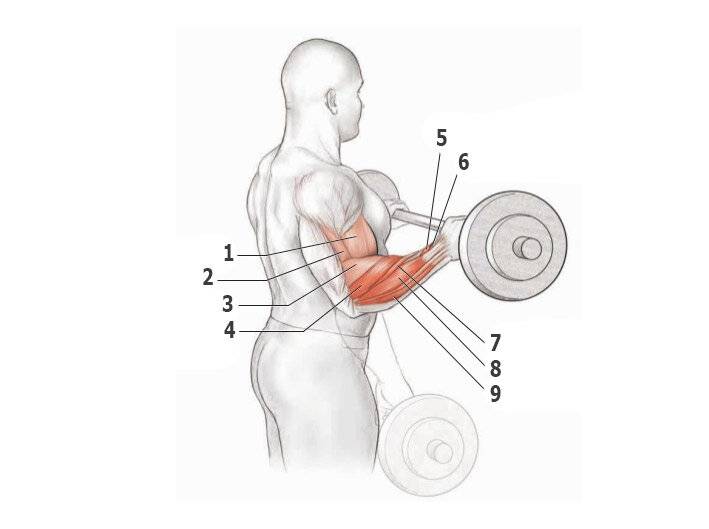 Укрепление суставов кистей рук и плеча: упражнения для связок