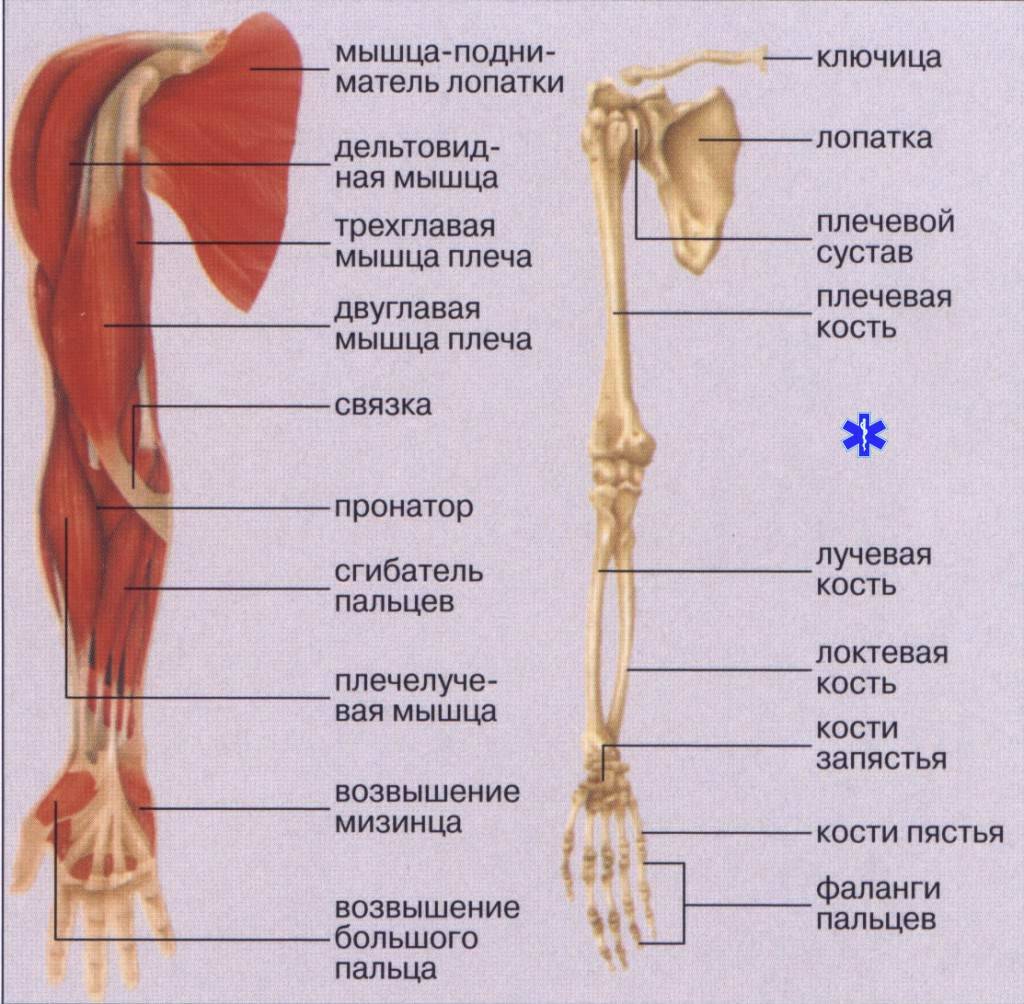 Рука строй. Строение верхней конечности анатомия. Скелет руки человека строение. Мышцы верхней конечности анатомия строение. Скелет верхних конечностей плечо предплечье кисть.