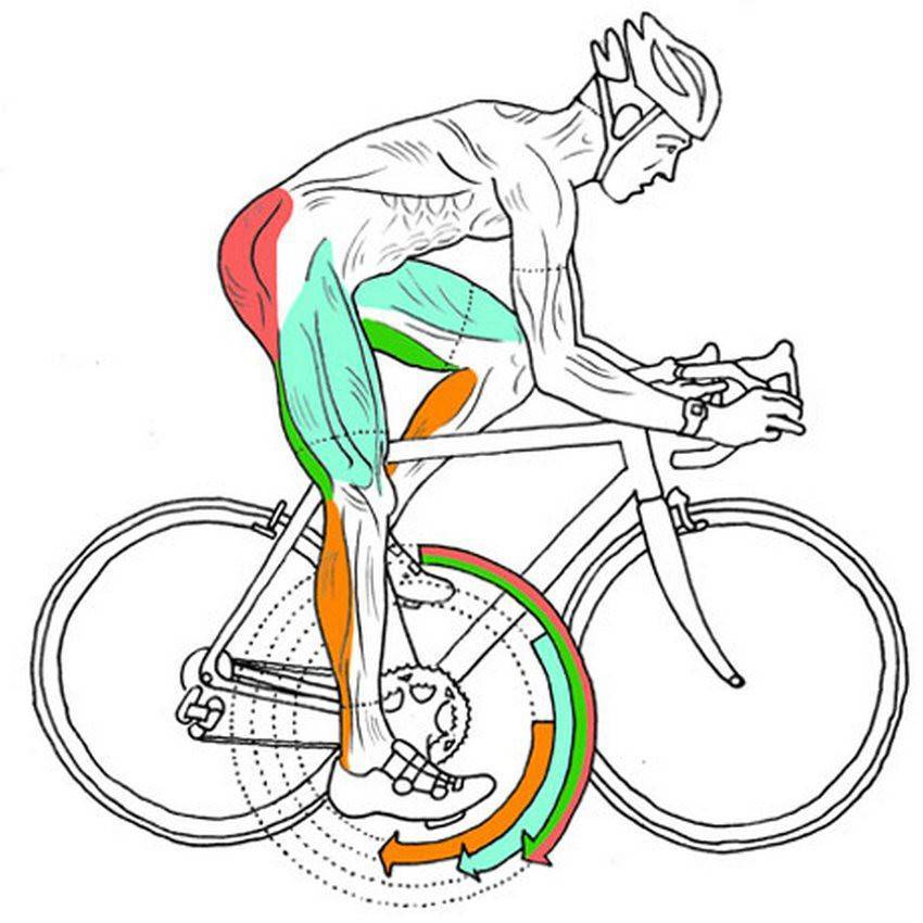 Езда на велосипеде: какие мышцы работают во время катания и нагрузки?