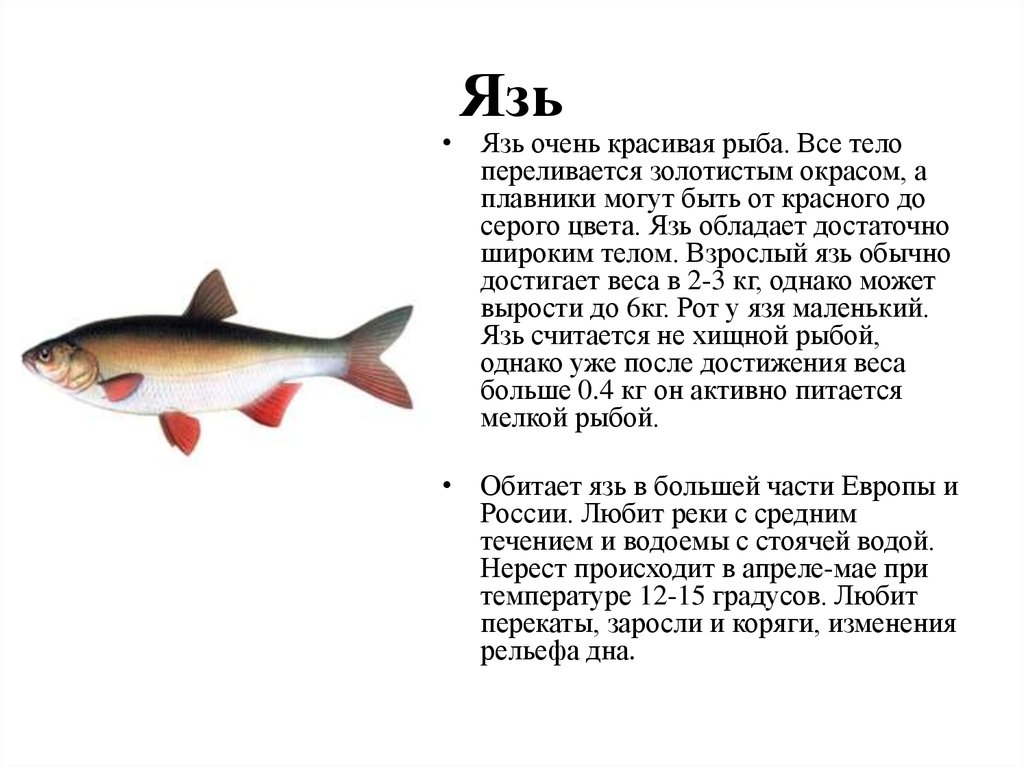 Хищные рыбы. названия, описания и особенности хищных рыб | животный мир