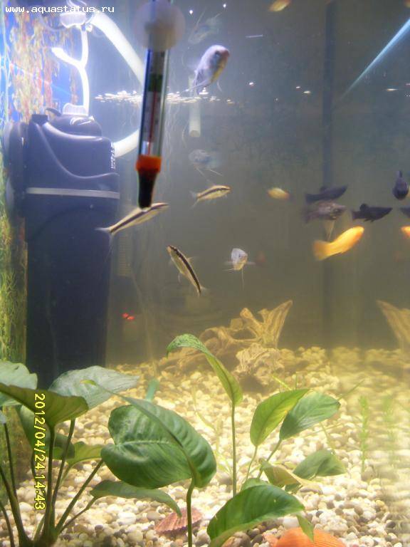 Советы опытных аквариумистов, почему цветет вода в аквариуме и как с этим бороться