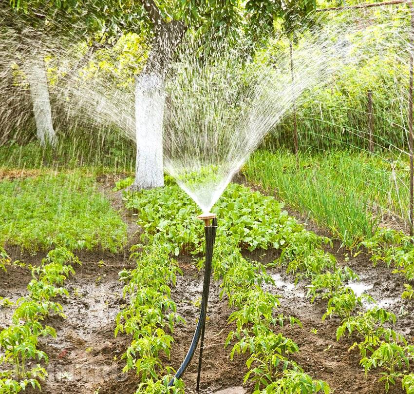 Водой из бассейна поливать огород - возможности использования воды