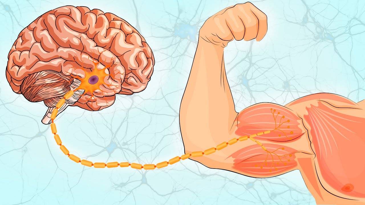 Ментальная связь мозг-мышцы: сверхэффективный тренинг