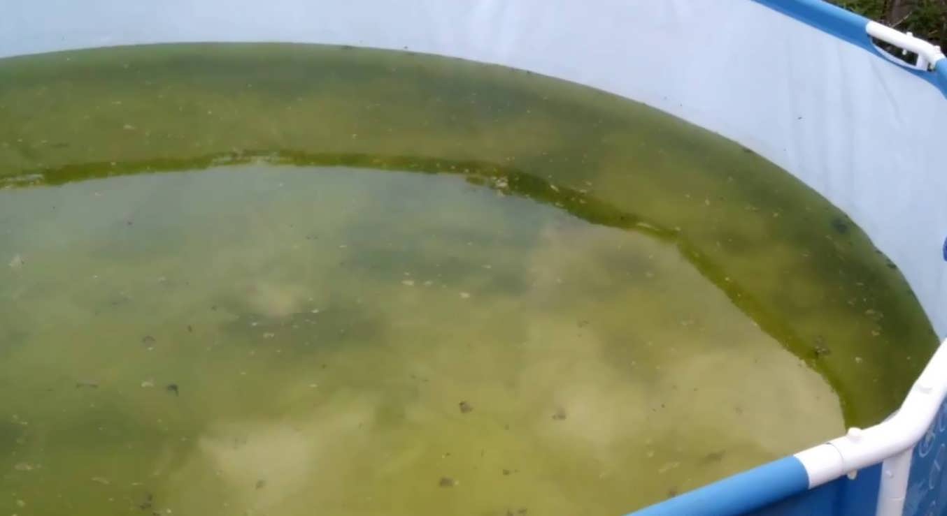Что делать если в бассейне зеленеет вода