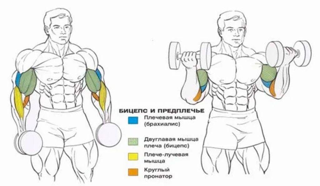 Брахиалис (плечевая мышца) узнайте как ее накачать и увеличить объем вашего бицепса.