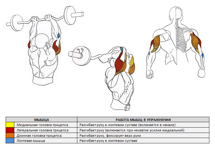 Трицепс — трехглавая мышца плеча | особенности тренировки
