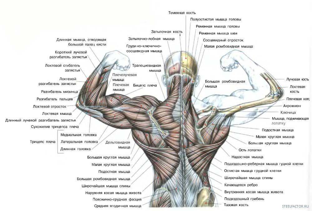 Широчайшая мышца спины